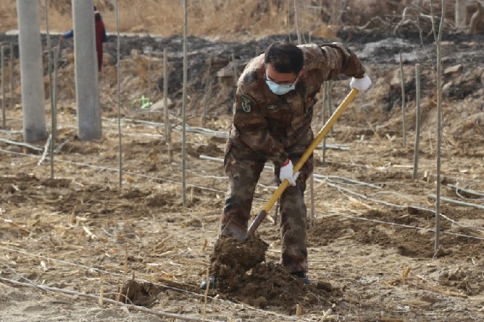植树节丨开展植树造林 为团场添新绿